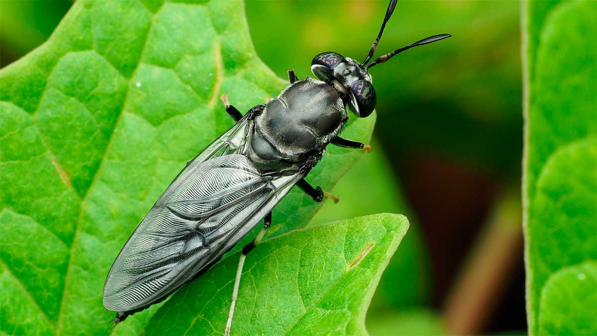 De médico a criador de insectos: cubano transforma moscas en alimento y esperanza económica
