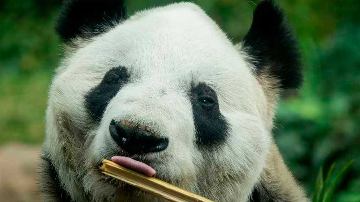 Xin Xin, la última panda mexicana, entra en la etapa final de su vida