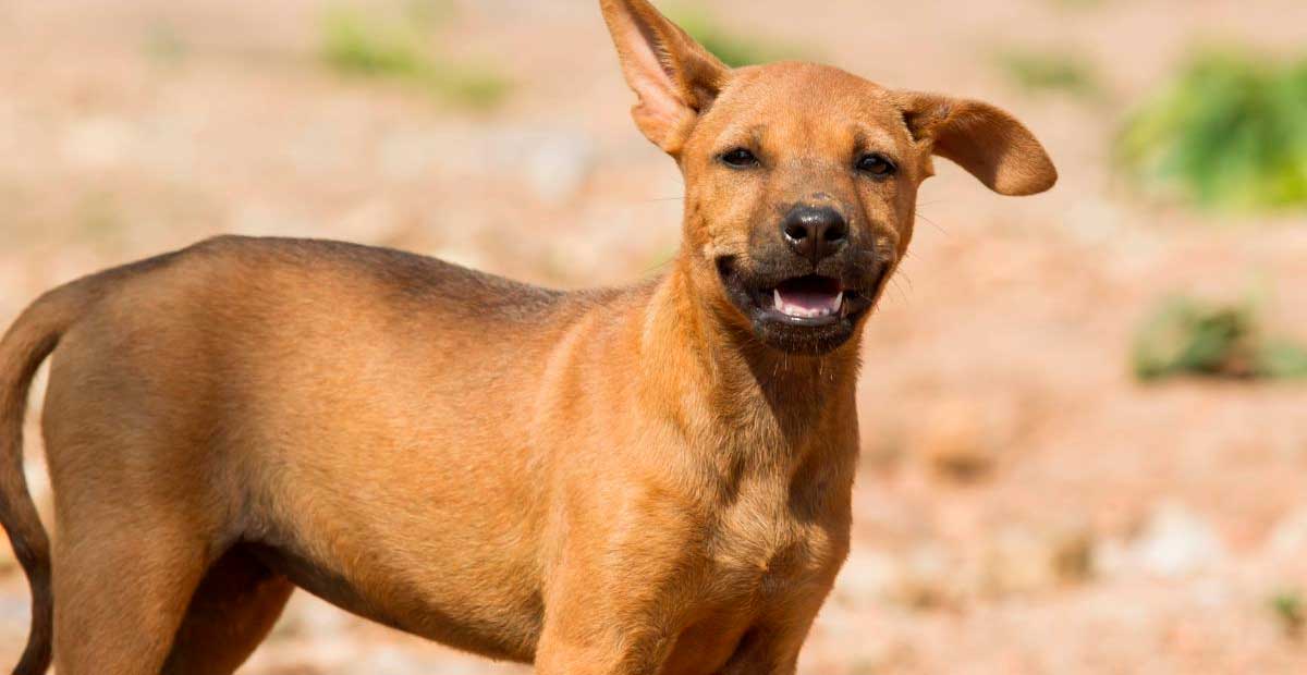 Perros detectores, la primera línea de defensa contra el gusano barrenador en México