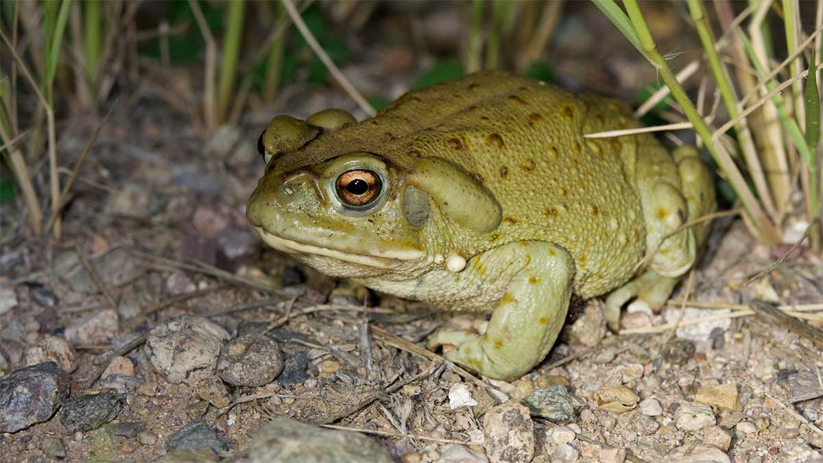 Sapos del desierto de Sonora, en riesgo por auge de drogas psicodélicas