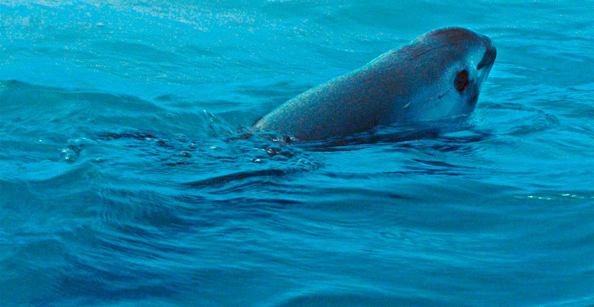 UNESCO mantiene hábitat de la vaquita marina como Patrimonio Mundial en Peligro