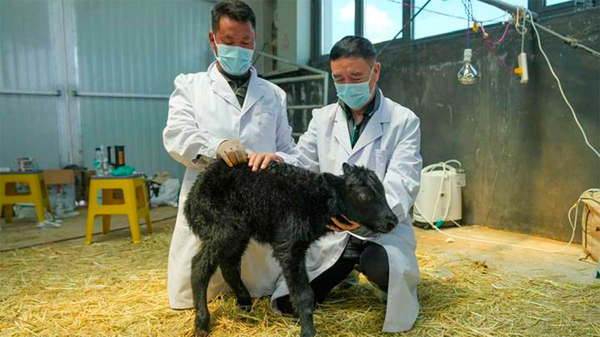 China clona el primer yak del mundo y marca un hito en la biotecnología ganadera