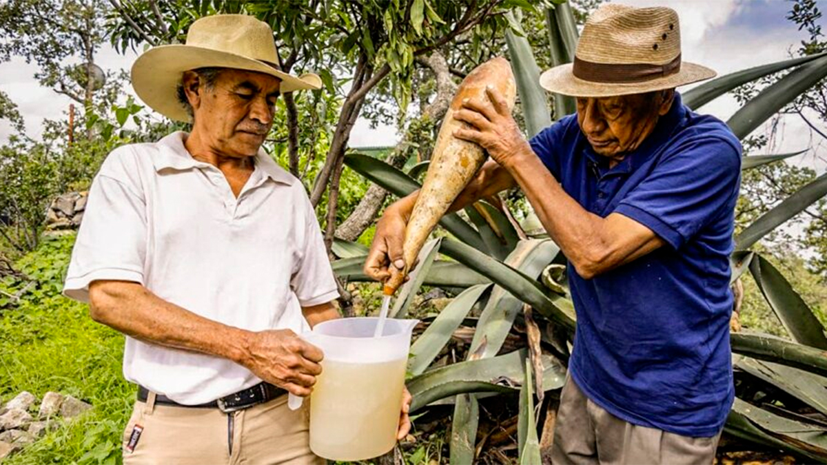 El Aguamiel de Hidalgo: Un tesoro nacional reconocido por el IMPI