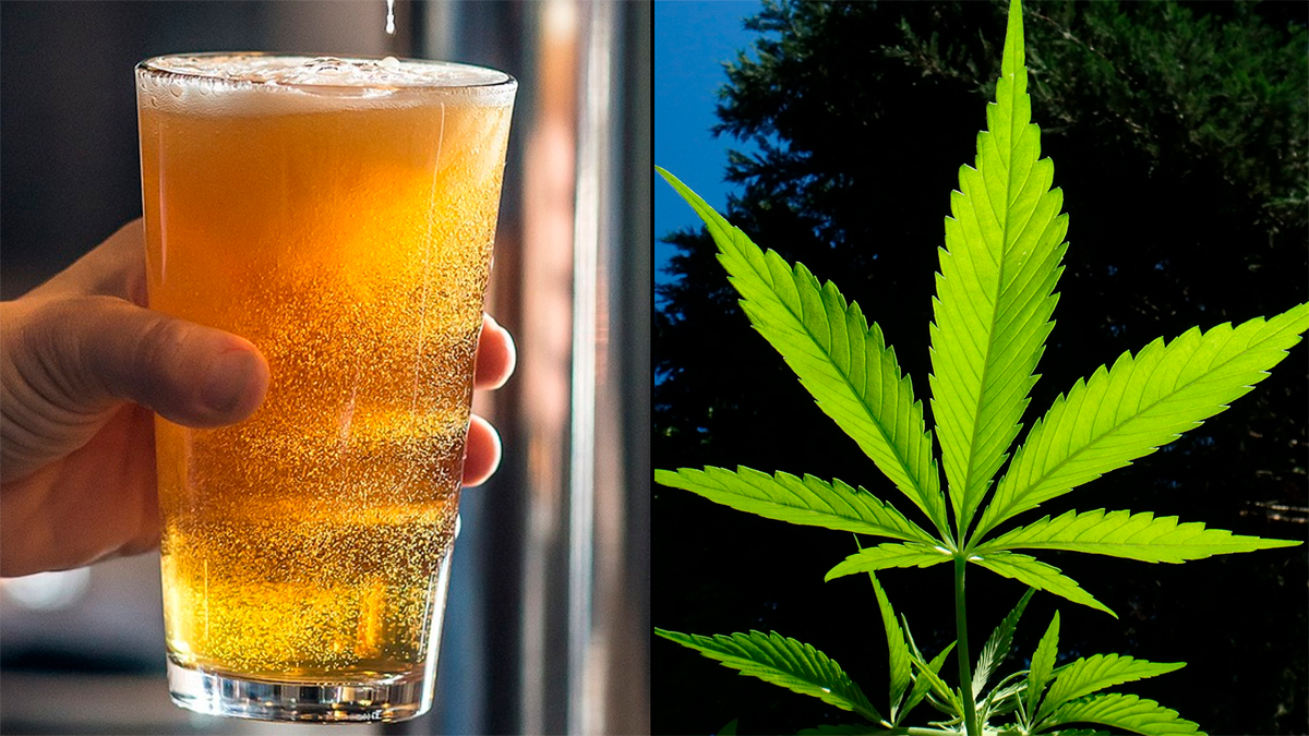 ¿Por qué México debería replantearse la legalidad del cannabis?
