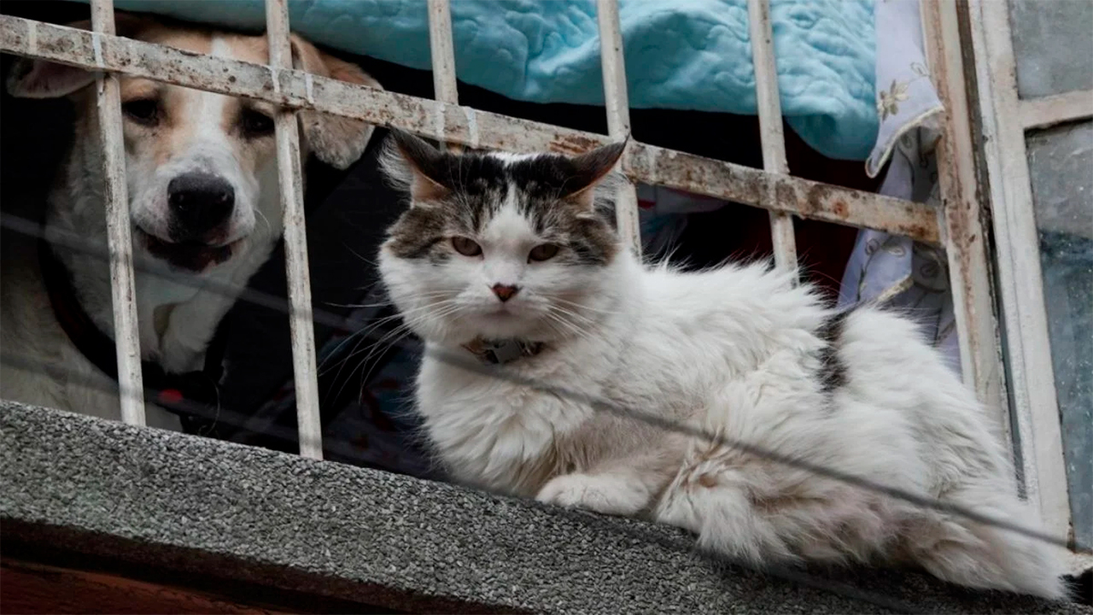 Aumenta abandono de mascotas en EU tras redadas contra migrantes