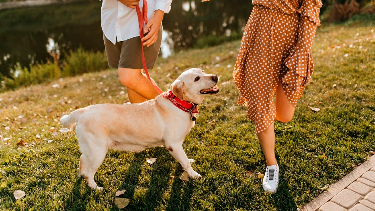 Congreso local aprueba reforma sobre custodia de mascotas en divorcio