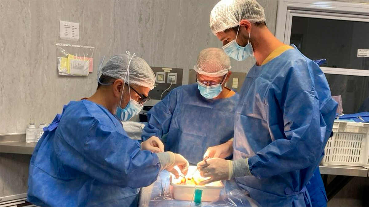 Científicos completan con éxito trasplante de pulmón de cerdo a humano