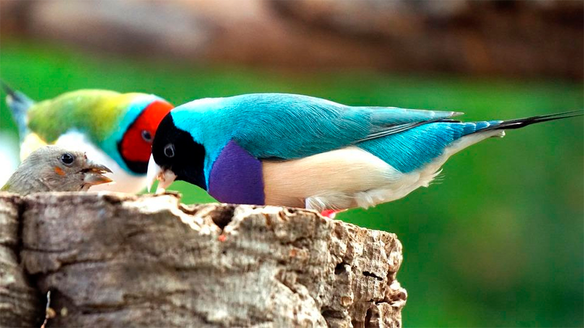 La silenciosa desaparición: aves tropicales enfrentan una alarmante disminución global