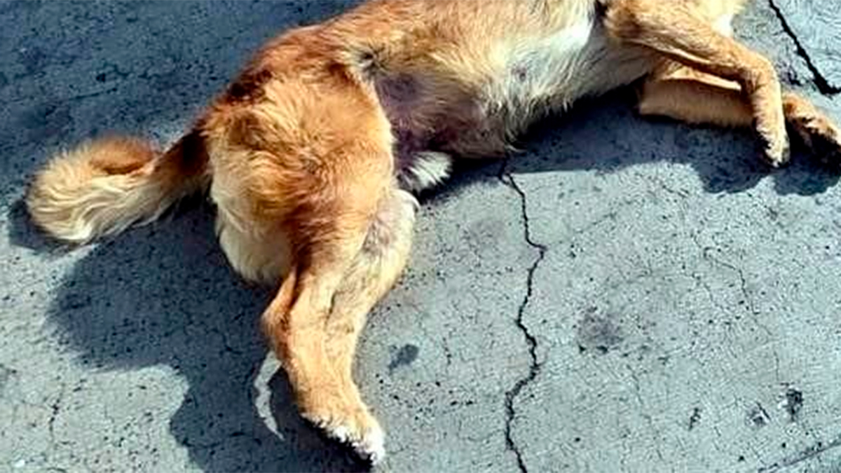 Reportan el envenenamiento de animales en Chiapas, Veracruz y Guanajuato: Sin Detenidos