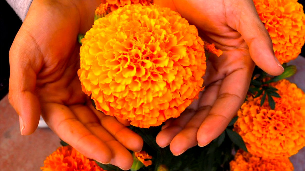 El cempasúchil, la flor de los muertos, lucha por sobrevivir al cambio climático