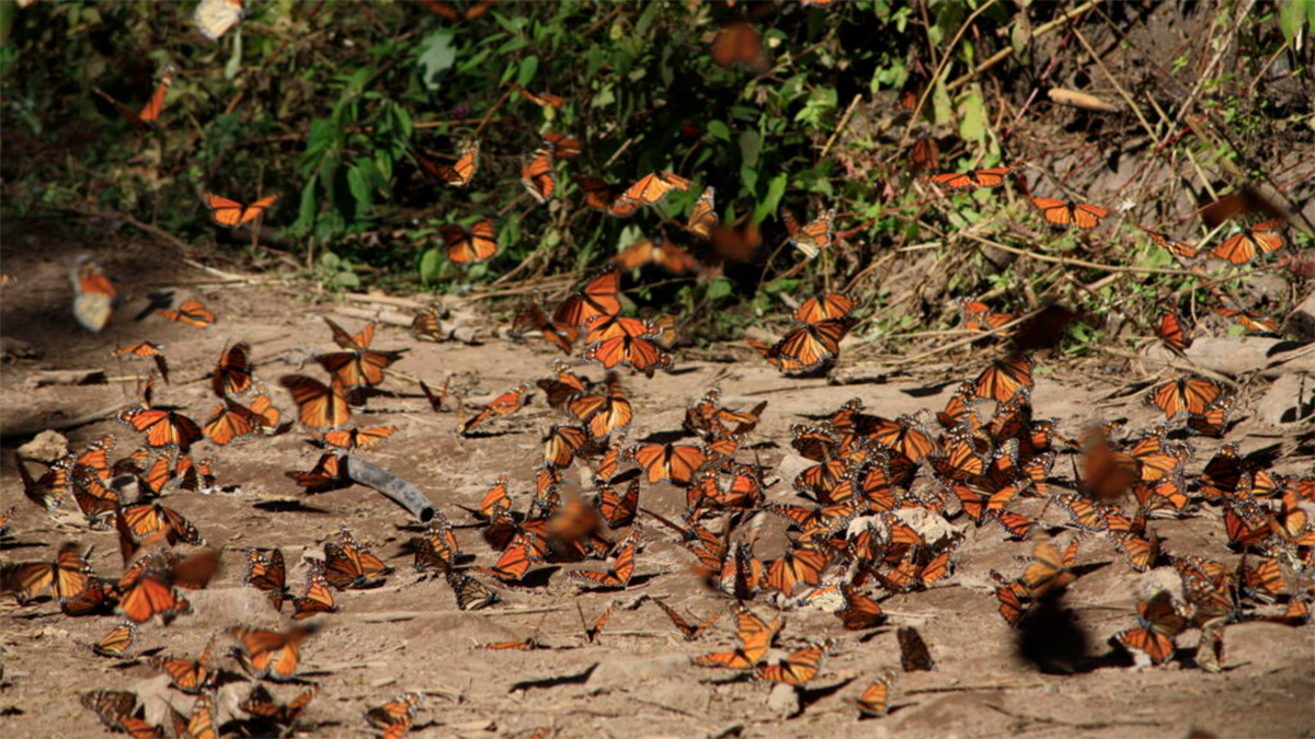 Profepa detiene tala ilegal y huertas de aguacate en zona de influencia de la Mariposa Monarca
