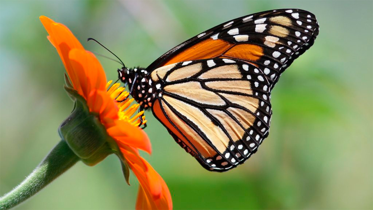 Diputados aprueban el “Día Nacional de la Mariposa Monarca” cada 10 de noviembre