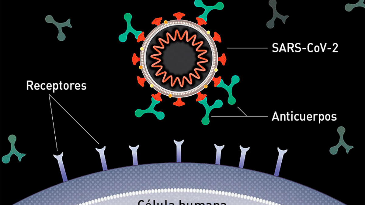 Científicos crean nanoanillos de proteínas que neutralizan el virus del COVID-19