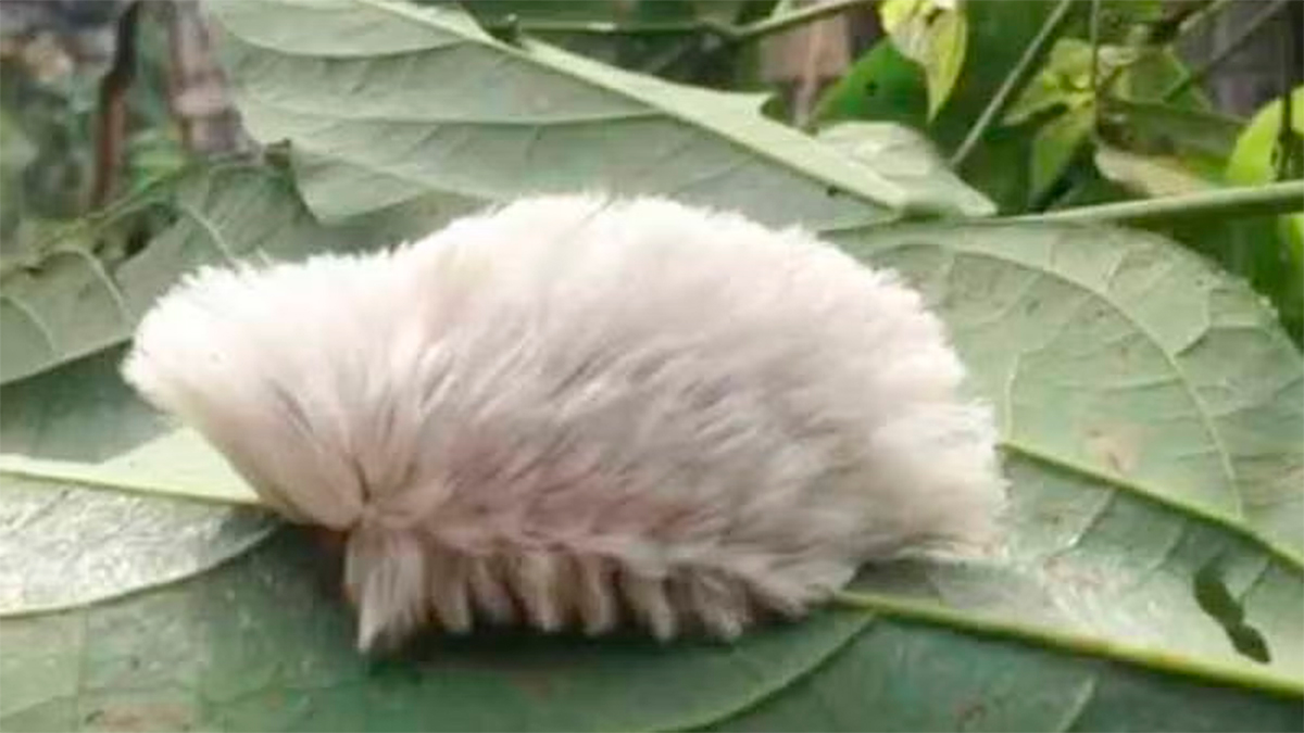 Alerta en Tlajomulco: la peligrosa “oruga peluche” reaparece con veneno capaz de causar dolor extremo