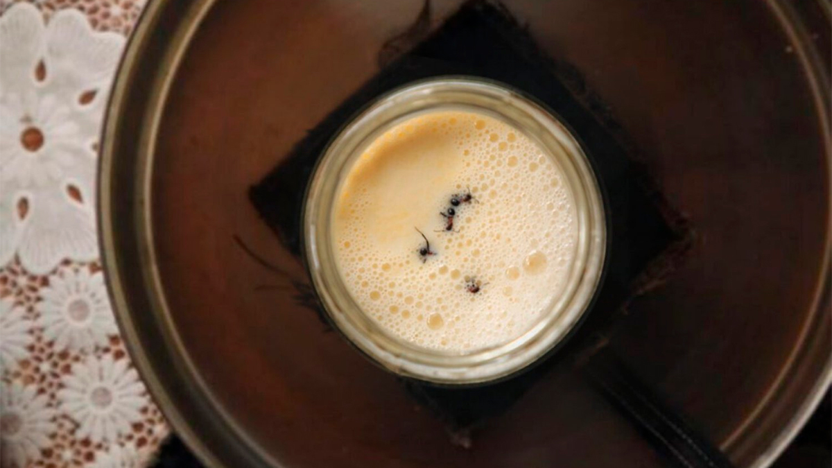 Científicos recrean un antiguo yogur hecho con hormigas: la sorprendente fusión entre tradición y biotecnología