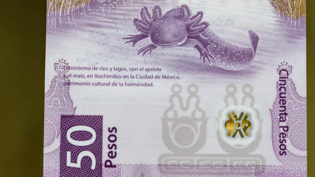 El ajolote conquista a los mexicanos: casi 10 millones guardan el billete de 50 pesos