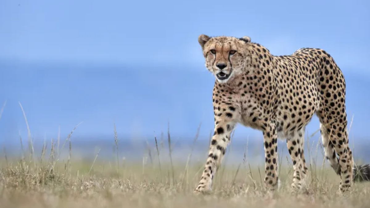 Un “zoológico congelado” para salvar al guepardo: 35 años de trabajo para evitar su extinción