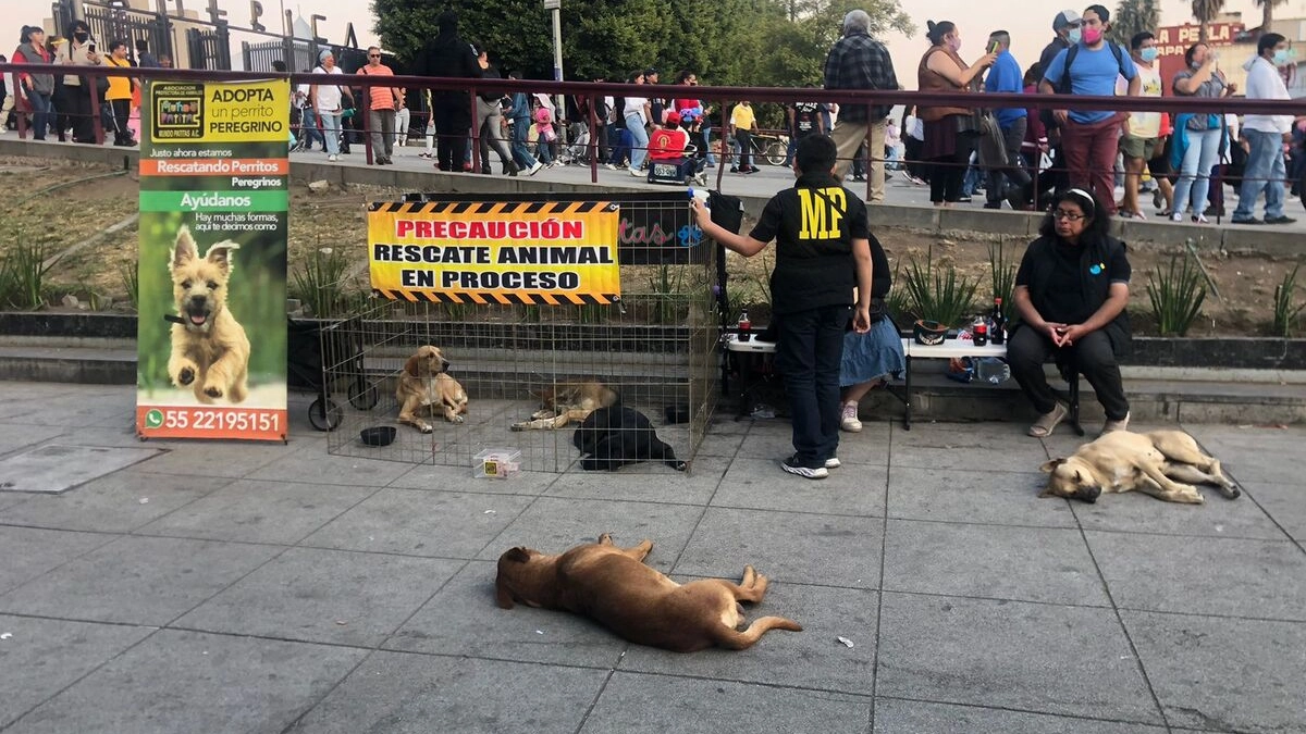 Rescatan a los “perros peregrinos” en la Basílica de Guadalupe