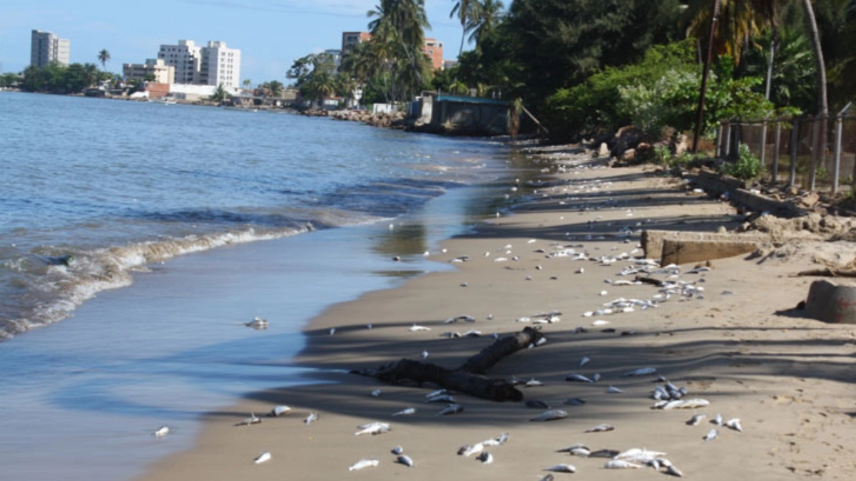 Alerta en vacaciones: seis playas de México no son aptas para nadar por contaminación bacteriana
