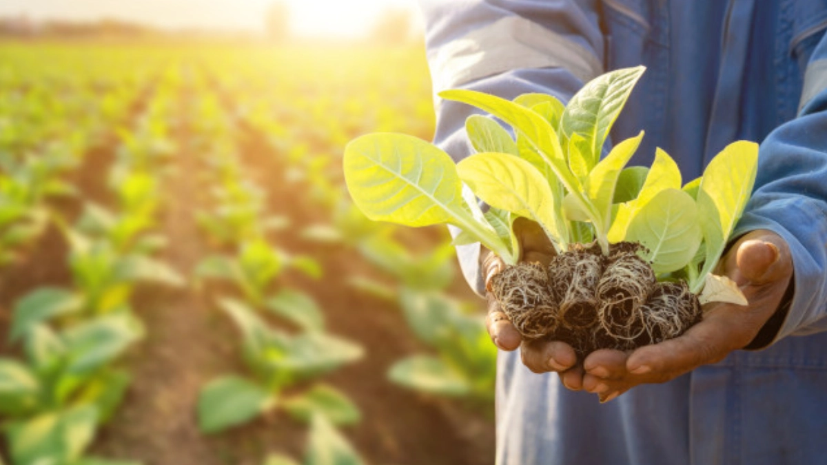 Producción orgánica en México crece en 2025 con 40 mil productores y más de 2 mil productos certificados