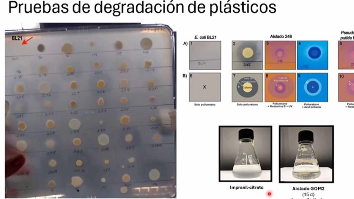 Científicas de la UNAM descubren bacteria capaz de degradar plástico en el Golfo de México