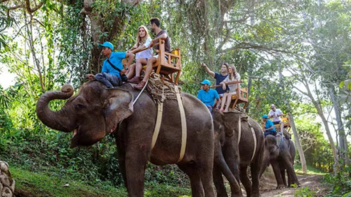 Indonesia prohíbe los paseos en elefante y marca un precedente en Asia en bienestar animal