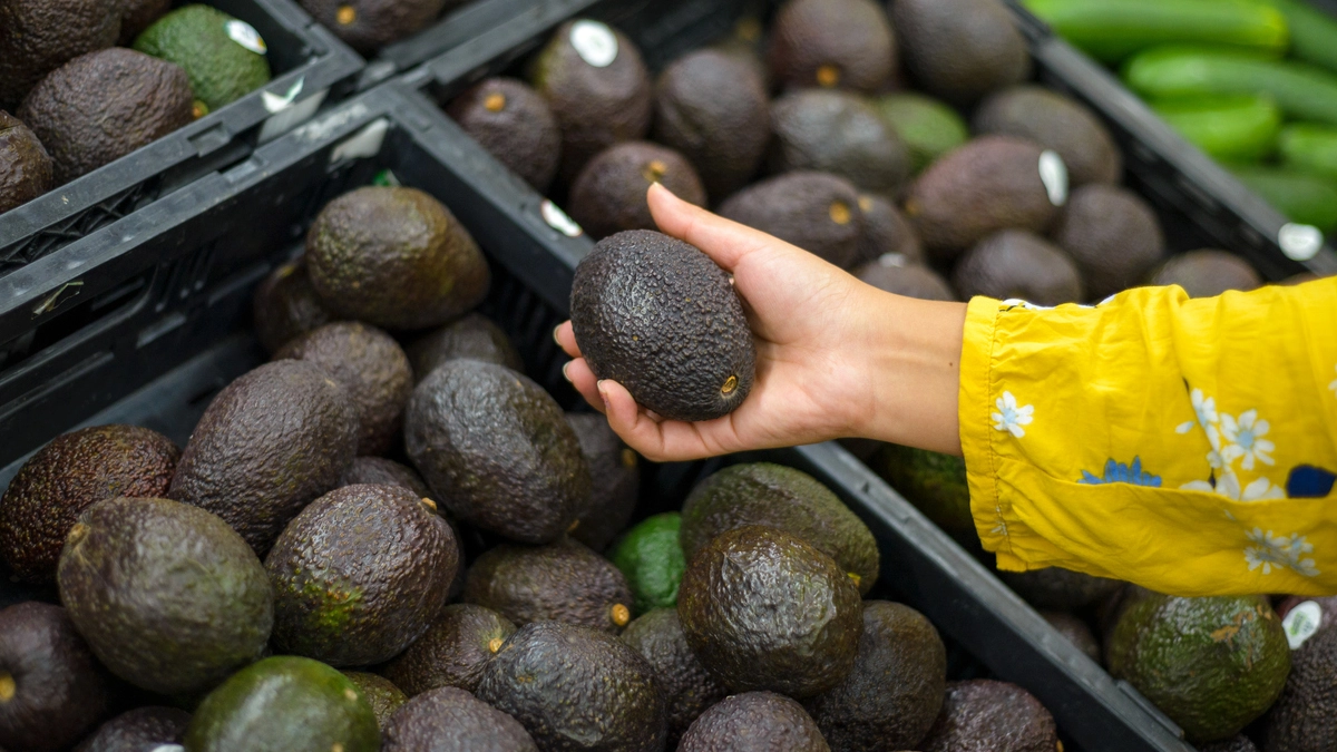 Michoacán enviará 130 mil toneladas de aguacate a Estados Unidos para el Super Bowl LX