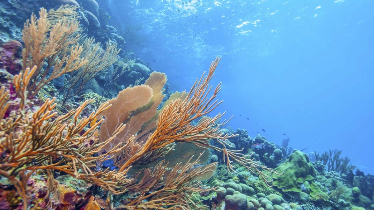 Arrecifes del Caribe pierden hasta 70% de su cadena trófica frente a la era prehistórica
