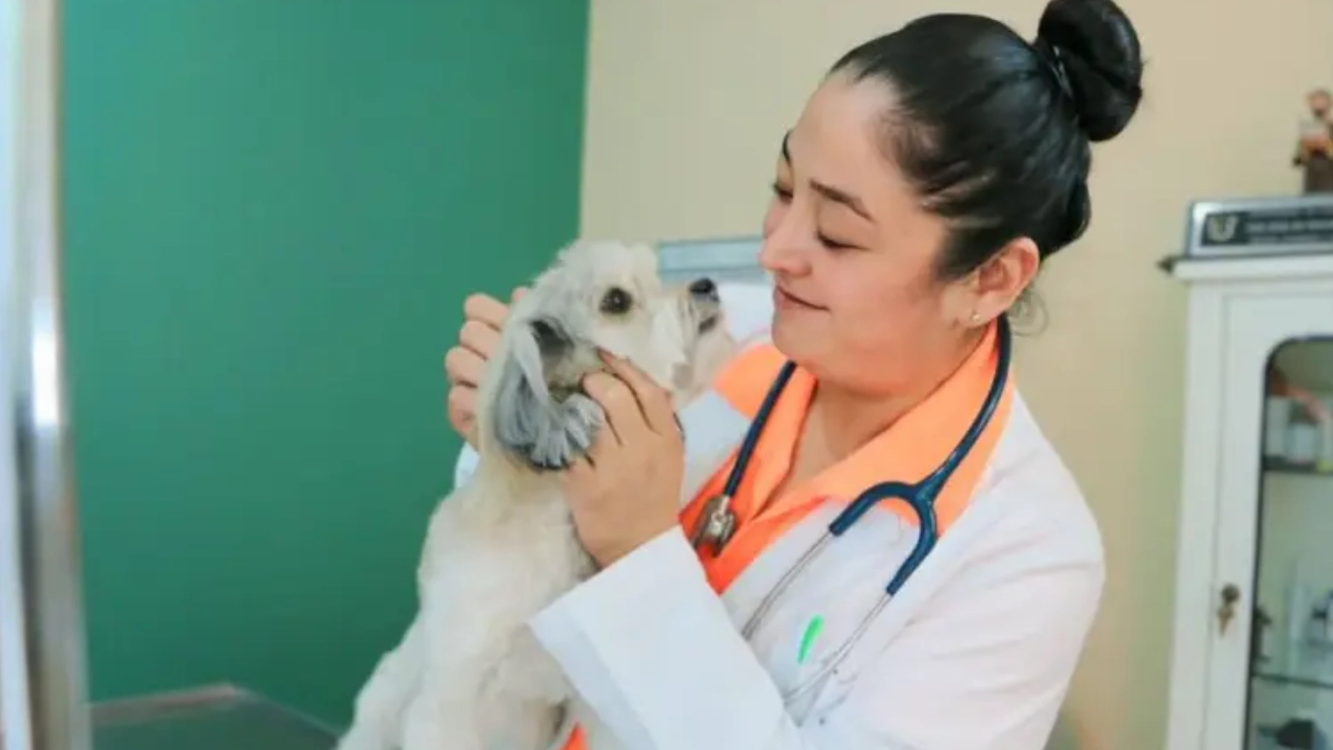 Guanajuato eleva a rango constitucional la protección y bienestar animal