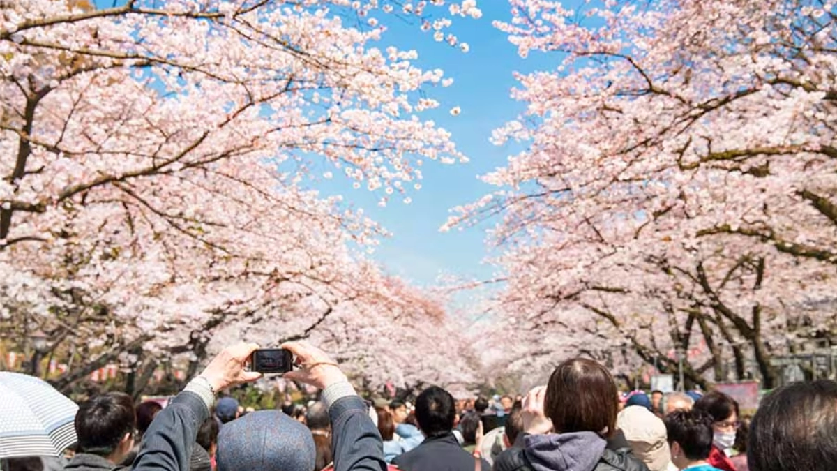 Cancelan festival de cerezos cerca del monte Fuji por saturación turística