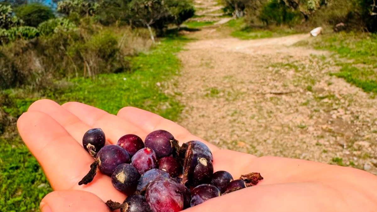 Investigadoras de la UAQ descubren potencial del garambullo para prevenir y retrasar el cáncer de colon