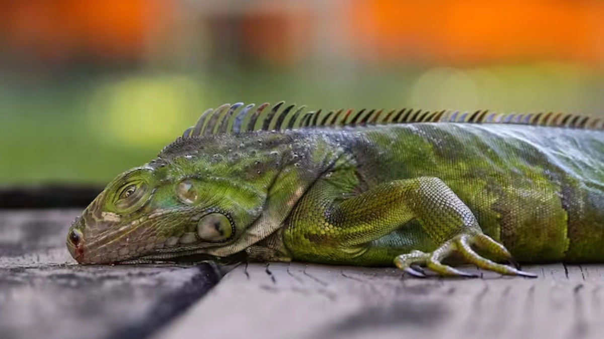 Ola de frío en Florida provoca caída masiva de iguanas y permite retirar más de 5 mil ejemplares invasores