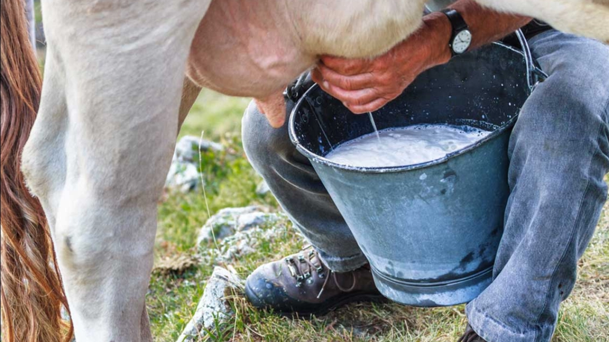 Autoridades alertan sobre riesgos de consumir leche bronca tras muerte de un recién nacido