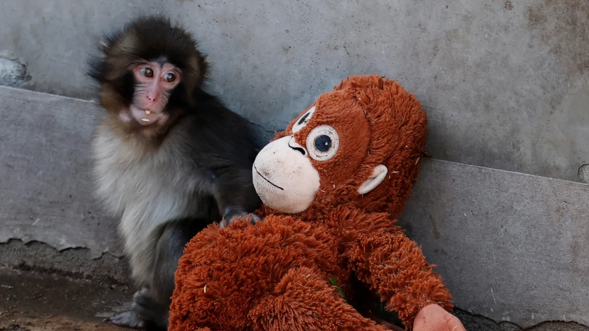 Punch, el macaco japonés que adoptó un peluche como madre, se vuelve fenómeno viral en Japón