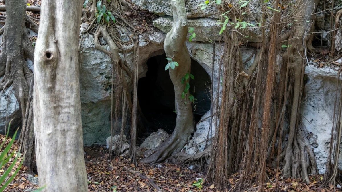 Universidad del Caribe recibe reconocimiento internacional por proteger santuario de 300 mil murciélagos en Cancún