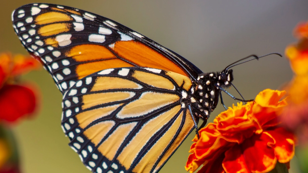 México lidera monitoreo histórico de la mariposa monarca con microtransmisores de alta tecnología