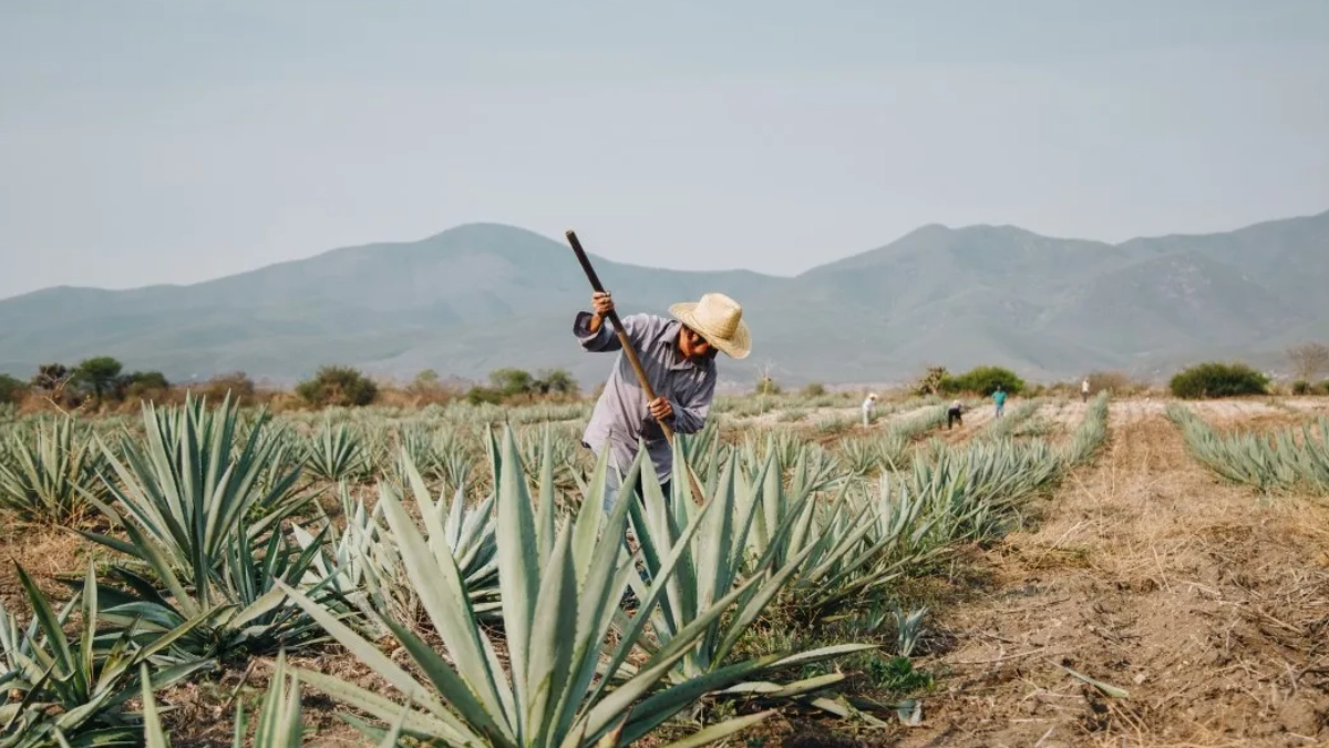 Boom del mezcal dispara deforestación y presión ambiental en Oaxaca