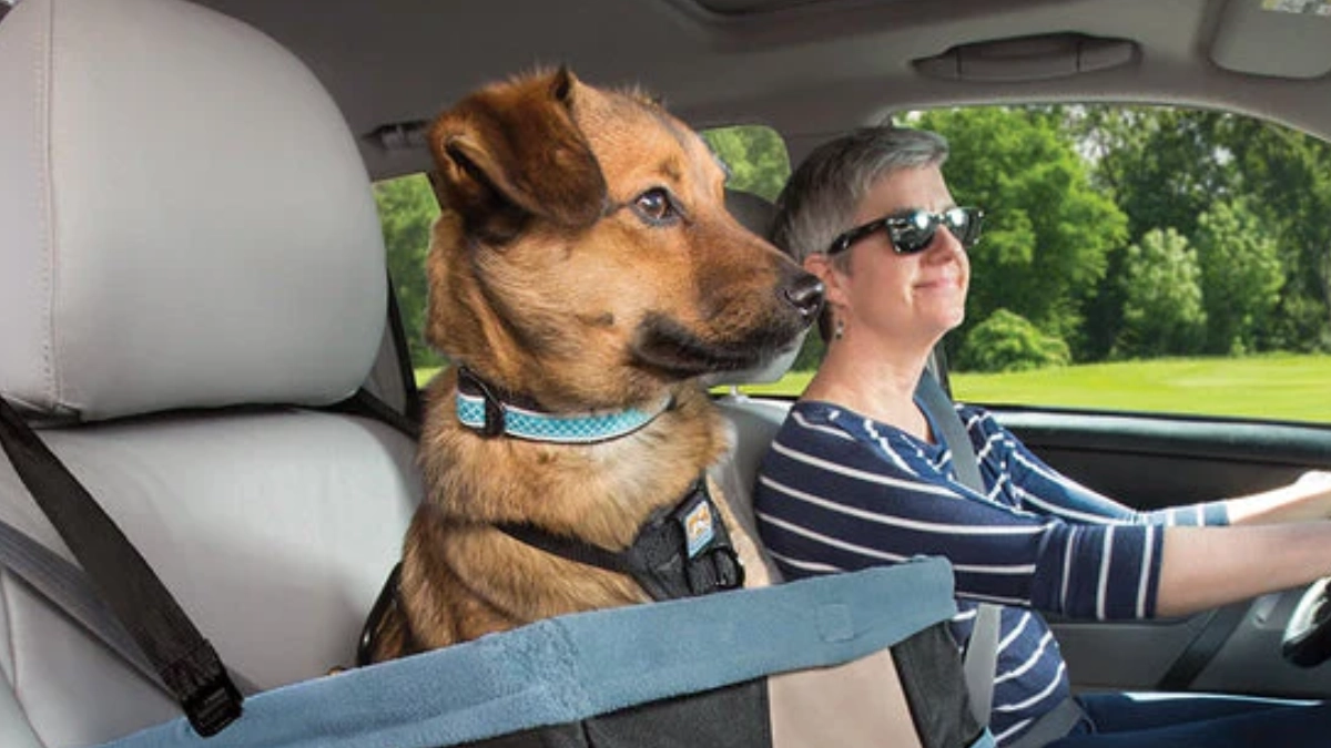 Multan hasta con 2,346 pesos por llevar perros sueltos en el auto en CDMX