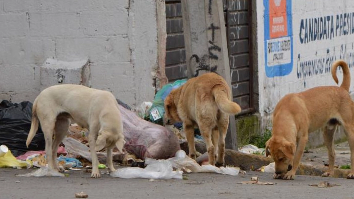 Crisis silenciosa: millones de perros callejeros elevan riesgos de salud pública