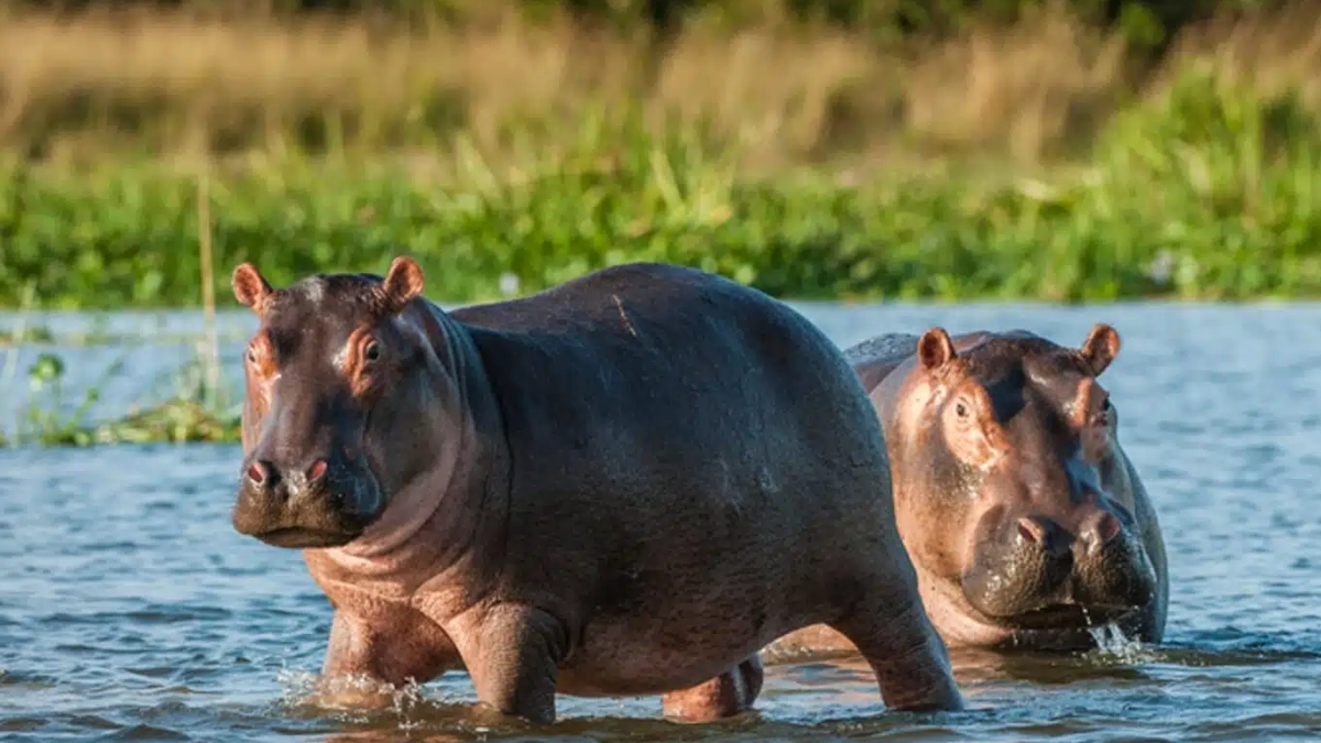 Colombia contempla sacrificar 80 hipopótamos invasores ante fracaso de traslados internacionales