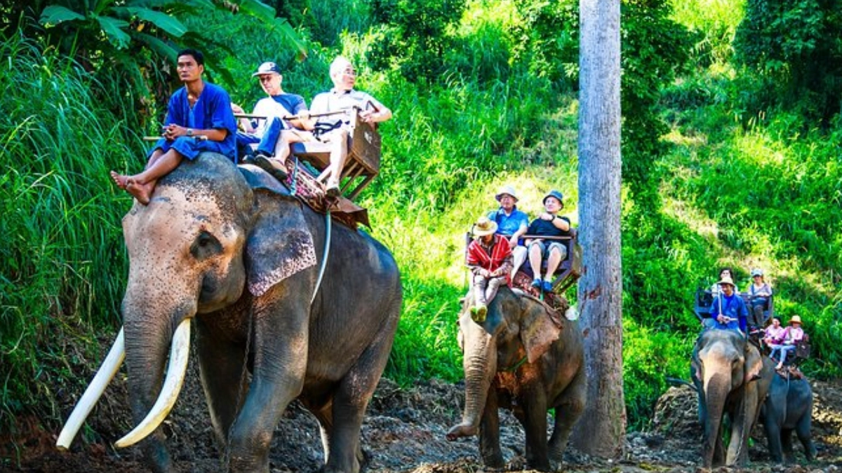 PETA India exige prohibir paseos en elefante tras muerte de ejemplar y polémica internacional