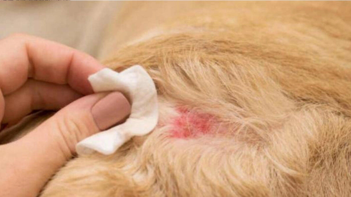 Perros, segunda especie más afectada por gusano barrenador en México; suman más de 2 mil 500 casos