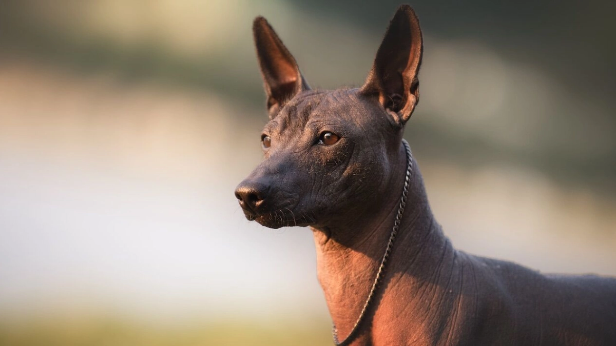 Aprueban en San Lázaro crear el Día Nacional del Xoloitzcuintle cada 27 de octubre