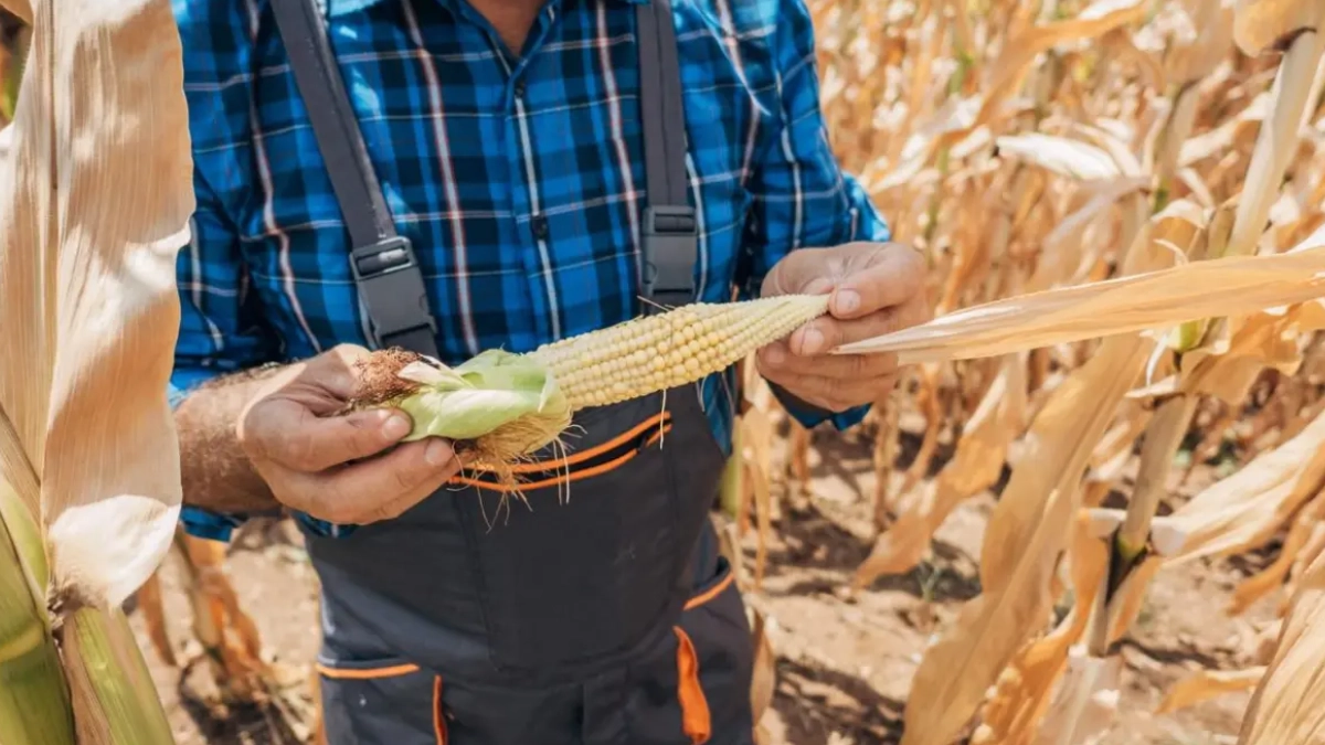 Cambio climático amenaza al maíz mexicano por expansión de peligrosa plaga