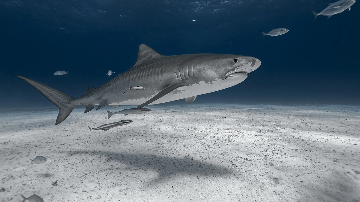Detectan cocaína y medicamentos en tiburones; científicos alertan por contaminación marina
