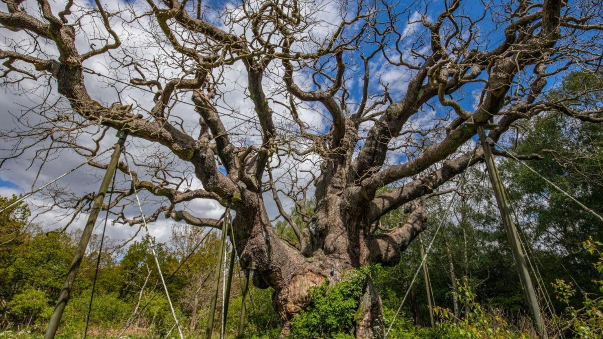 Muere el legendario “Major Oak”, roble milenario vinculado a la leyenda de Robin Hood en el bosque de Sherwood