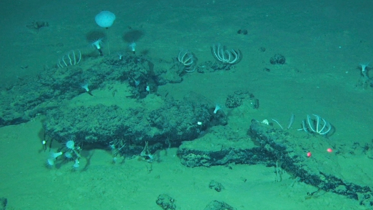 Descubren en el océano Índico el cementerio de ballenas más profundo y antiguo del planeta