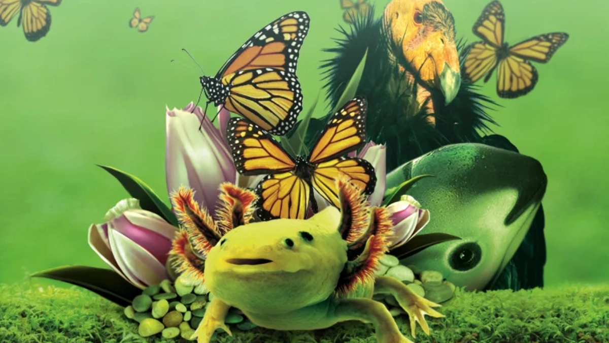 México enfrenta una creciente crisis de biodiversidad; aumentará lista de especies en riesgo