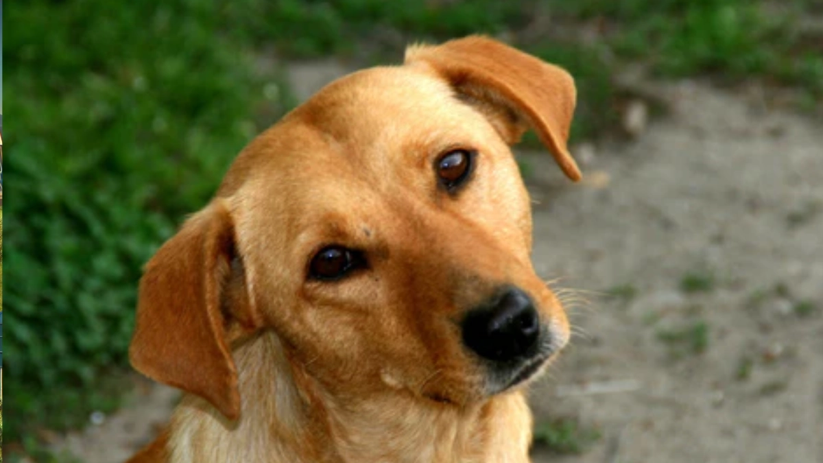 ‘Caramelo’, el perro mestizo que conquistó la convocatoria mundialista y se convirtió en símbolo de adopción