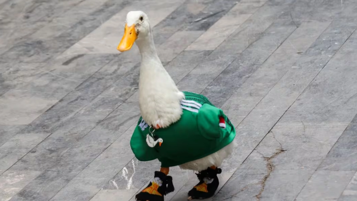 El “pato mundialista” Merlín ya tiene dueño legal: IMPI reconoce a familia mexicana tras disputa por su imagen viral